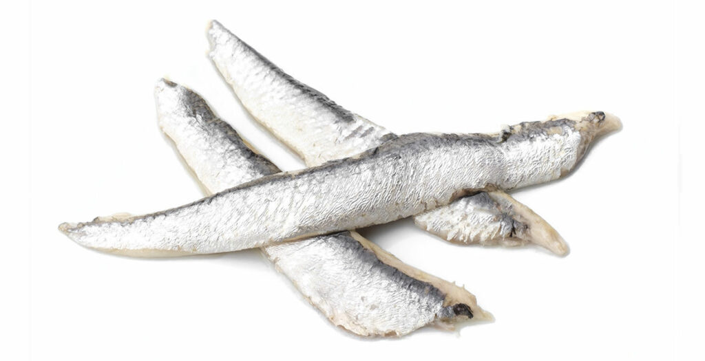 boqueron del cantábrico